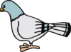 Blue Headed Pigeon Clip Art